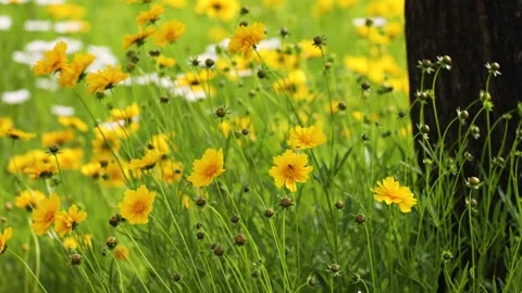 Leucanthemum maximum Video stock 343475735
