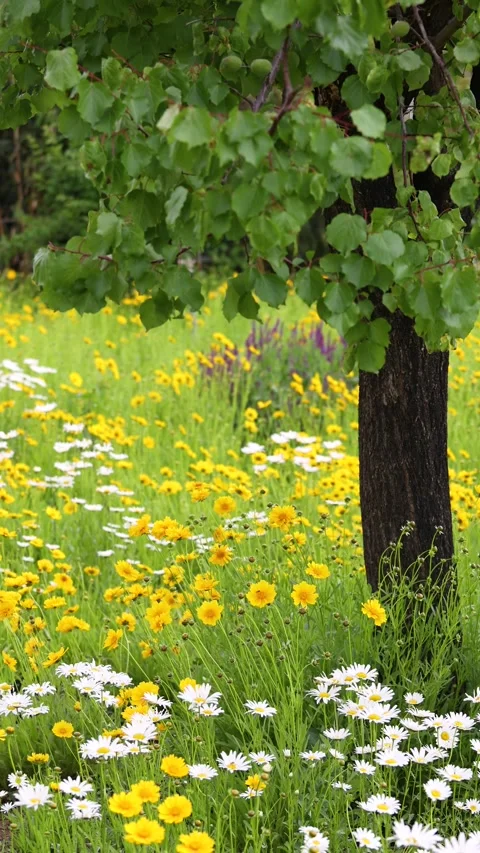 Leucanthemum maximum Stock-Footage 343476034