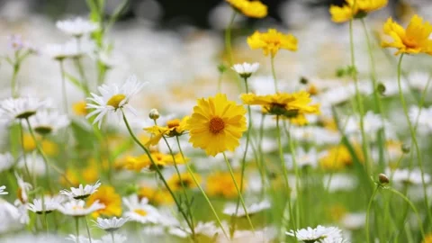 Leucanthemum maximum Video stock 343476098