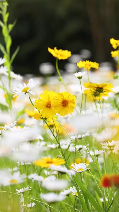 Leucanthemum maximum Video stock 343476208