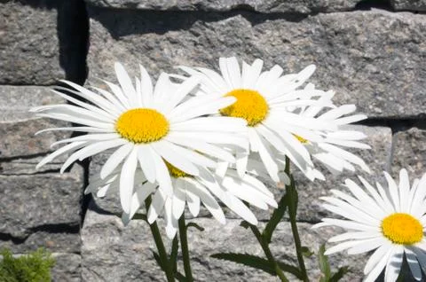 Leucanthemum maximum Stock Photos