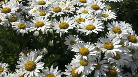 Leucanthemum maximum white 스톡 동영상 91735755