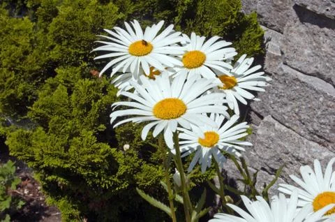 Leucanthemum Stock Photos
