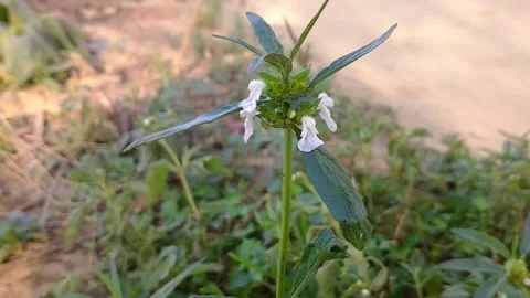Leucas aspera Stock Footage 152014155