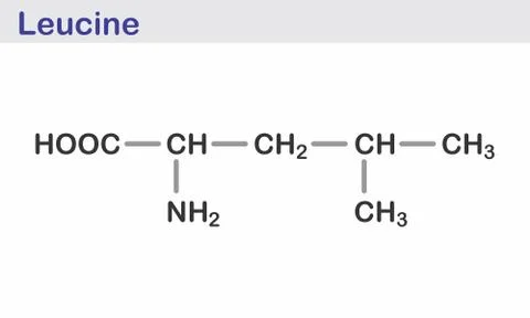 Leucine skeletal formula Stock Illustration