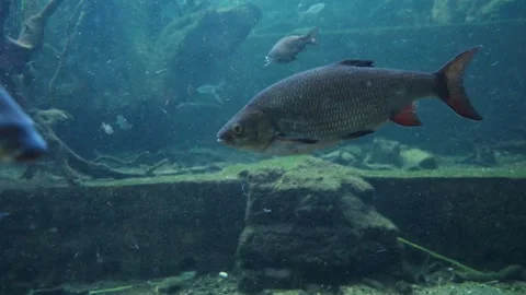 Leuciscus idus, commonly known as the ide or orfe, is a freshwater fish bel.. Stockbeeldmateriaal 338027760