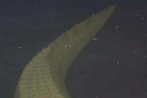 Leucistic Alligator 動画素材 397674