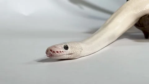 Leucistic Ball Python Flicking Tongue on White Background Stock Footage 327828394
