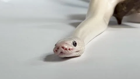 Leucistic Ball Python Flicking Tongue on White Background with Wood Branch Vidéo 327884651