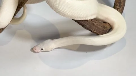Leucistic Ball Python Slithering on a Branch Over White Surface Vidéo 327249176
