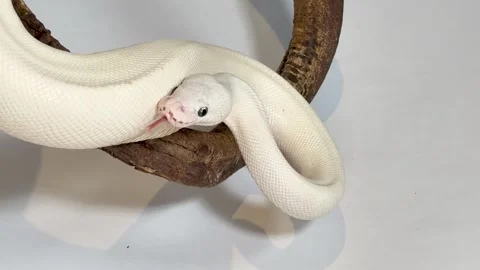 Leucistic Ball Python Slithering on a Dark Wood Branch 스톡 동영상 327828385