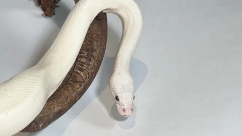 Leucistic Ball Python Slithering Over a Dark Wood Branch Video stock 327258961