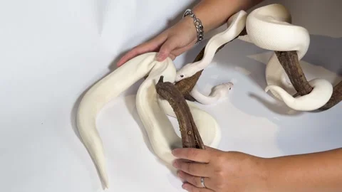 Leucistic Ball Python Slithering Over Wood Branch on White Background Video stock 327446514