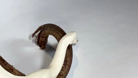 Leucistic Ball Python Slithering Over a Dark Wood Branch Video stock 328064185