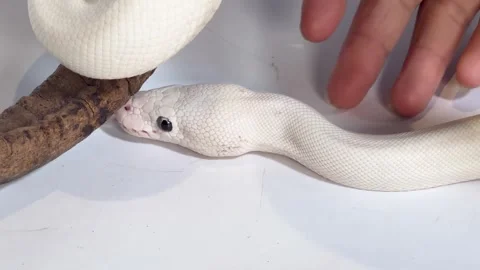 Leucistic Ball Python Slithering on White Surface Near Wood Branch Video stock 327626655