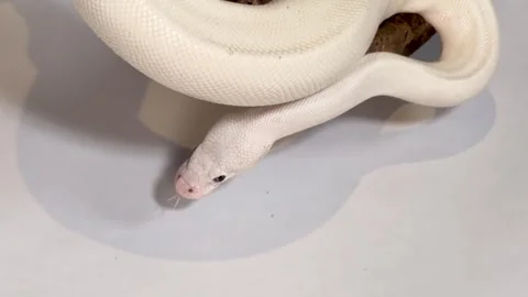 Leucistic Ball Python Slithering on a Wood Branch Over White Background Stock Footage 327446297