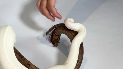 Leucistic Ball Python Slithering on Wood Branch with Human Interaction 스톡 동영상 327626479