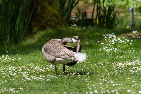 Leucistic Canada Goose Stock Photos