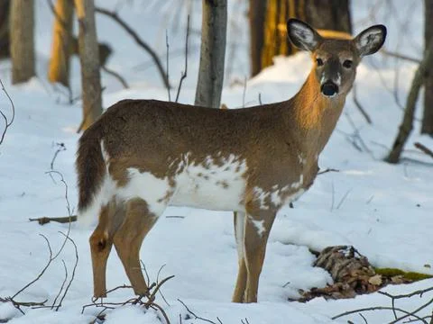 Leucistic Doe Stock Photos