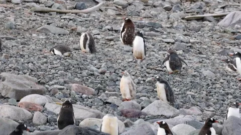 Leucistic Gentoo Penguin Chick Standing Among Colony on Rocky Antarctic Shore Stockbeeldmateriaal 345137387