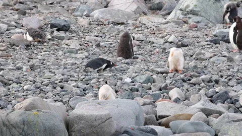 Leucistic Molting Penguin Chick with Colony on Antarctic Rocky Shore in Slow Stock Footage 345137300