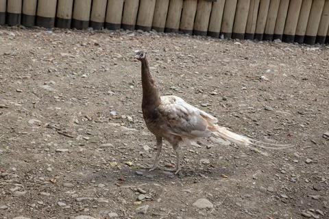 This leucistic peacock, with its unique coloring, strolls on the ground nea.. Stock Photos