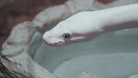 Leucistic Python Regius , White Snake Head Closeup Showing Tongue Stock Footage 249727251