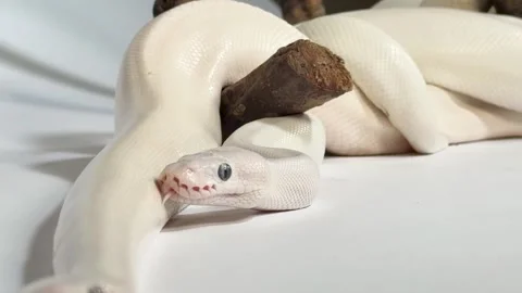 Leucistic White Ball Python Slithering Around a Dark Wood Branch Stock-Footage 327830765
