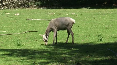 Leucistic, white colored Red Deer (cervus elaphus) juvenile grazing Stock Footage 40040145
