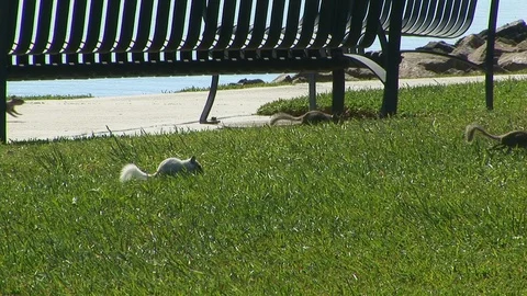 Leucistic white ground squirrel Stock Footage 90200352