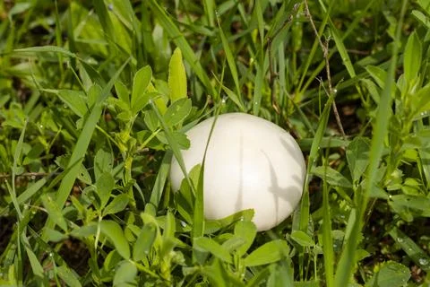 Leucoagaricus leucothites Stock Photos