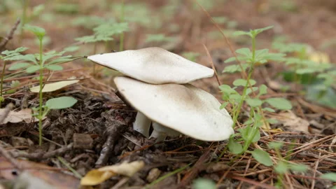 Leucoagaricus Leucothites, White Dapperling Or Smooth Parasol Mushrooms 스톡 동영상 329594900