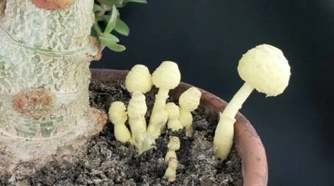 Leucocoprinus birnbaumii growing Stock Footage