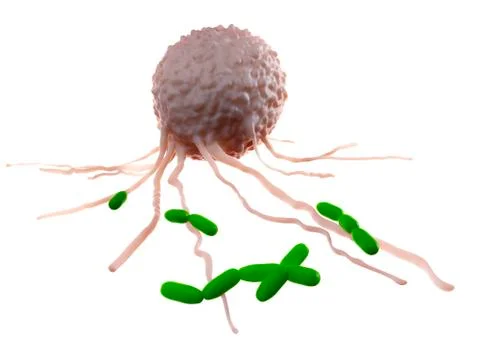 Leucocyte attacking bacteria Stock Illustration