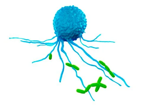 Leucocyte attacking bacteria Stock Illustration