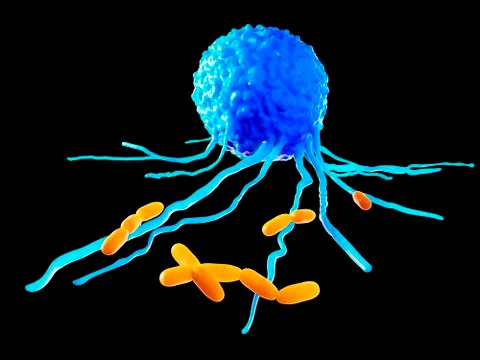 Leucocyte, illustration Stock Illustration