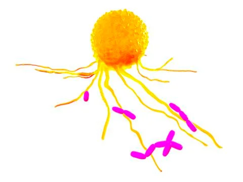 Leucocyte, illustration Stock Illustration