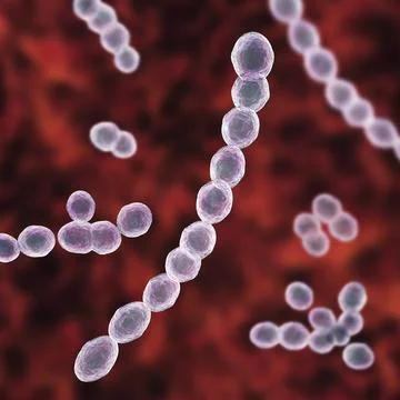 Leuconostoc bacteria, 3D illustration 스톡 일러스트
