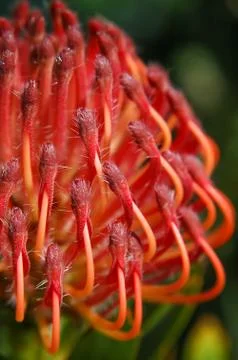 Leucospermum Red Foto stock