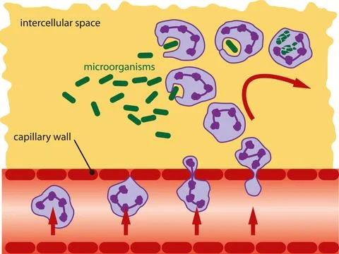 Leukocyte Migration Stock Illustration