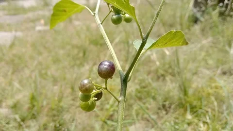 The leunca plant grows wild with small, green to purplish clusters of fruit. Stockbeeldmateriaal 330708405