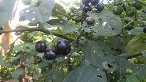 Leunca (Solanum nigrum L.) Stock Footage 240593607