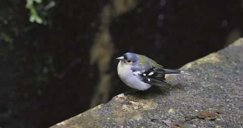 Levada and the little bird, Madeira, 4K slomo Stock Footage 249767980