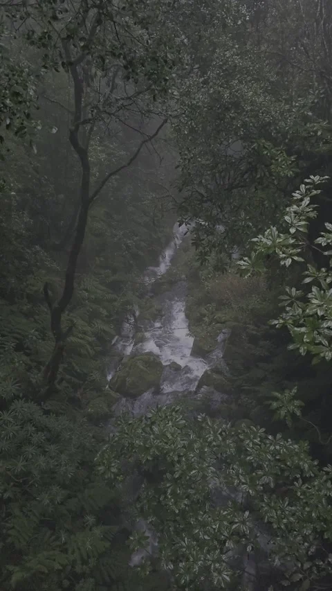 Levada das 25 Fontes is one of Madeira’s most iconic hikes, featuring lush  Stock Footage 310024587