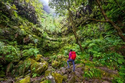 Levada do Caldeiro - hiking path in the forest in Levada do Caldeirao Verde T Photos