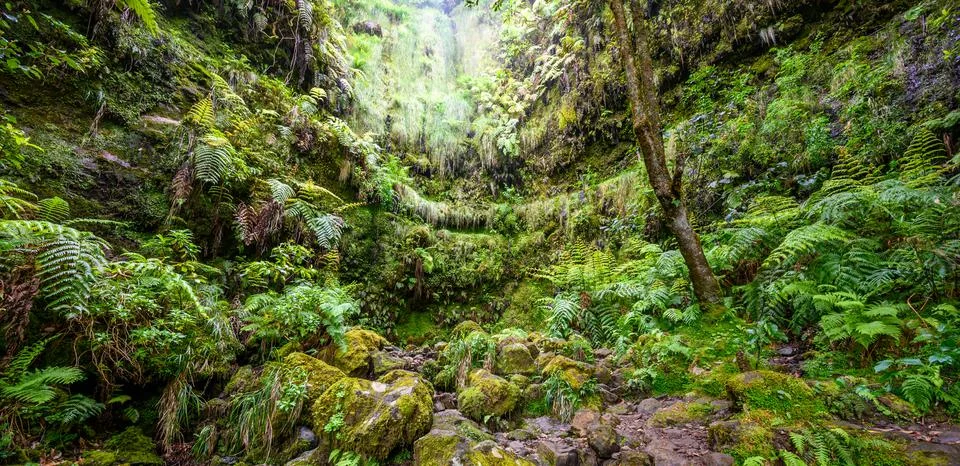 Levada do Caldeiro - hiking path in the forest in Levada do Caldeirao Verde T Photos
