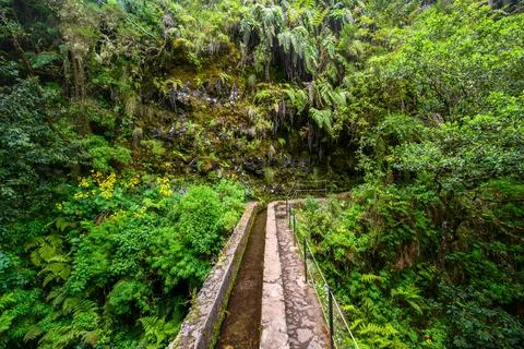 Levada do Caldeiro - hiking path in the forest in Levada do Caldeirao Verde T Foto stock