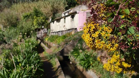 Levada  dos Tornos, Madeira. Vídeos de archivo 102663433