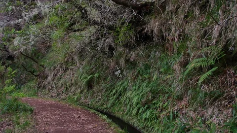 Levada  dos Tornos, Madeira. Видео 102669183