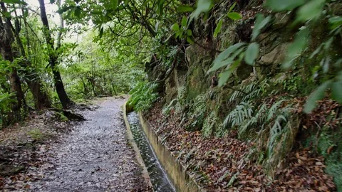 Levada  dos Tornos, Madeira. Vídeos de archivo 103097420
